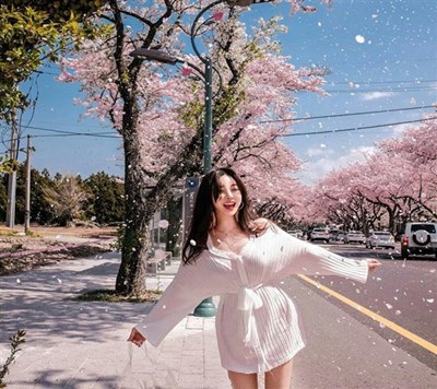 Cháy máy với những điểm check in cực hot mỗi độ mùa hoa anh đào Hàn Quốc nở rộ