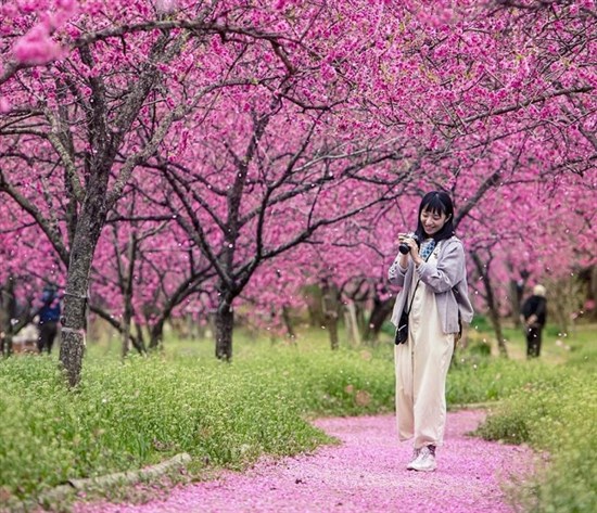 Thời tiết Nhật Bản ra sao? Bí kíp tận hưởng trọn vẹn từng mùa cho chuyến đi đáng nhớ